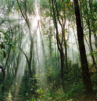 ��ɫ����